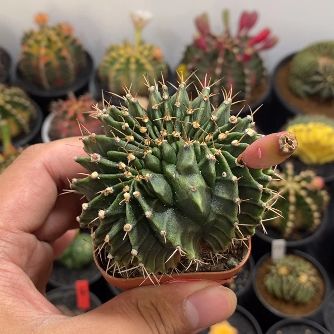 米哈缀化——带盆土发货