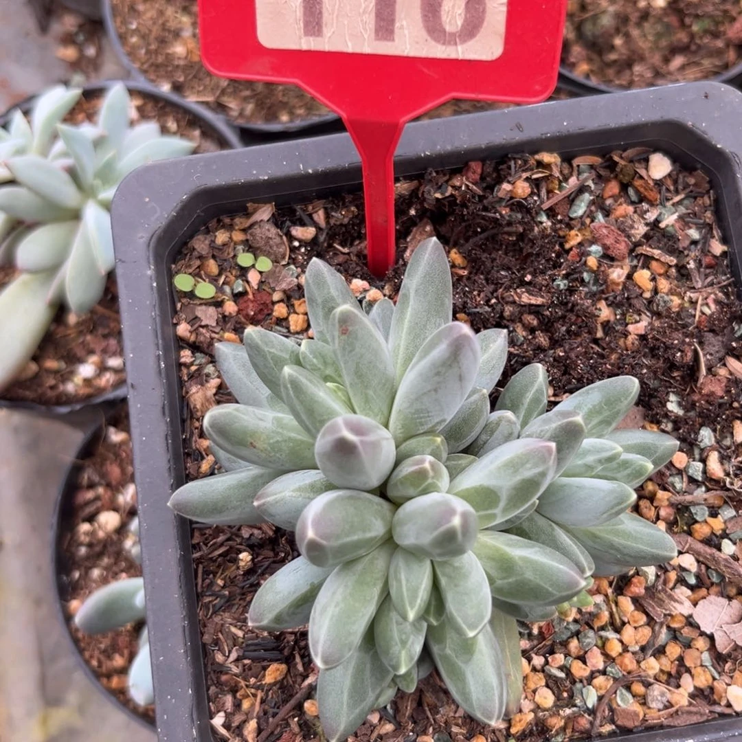 伊卡鲁斯多肉植物116
