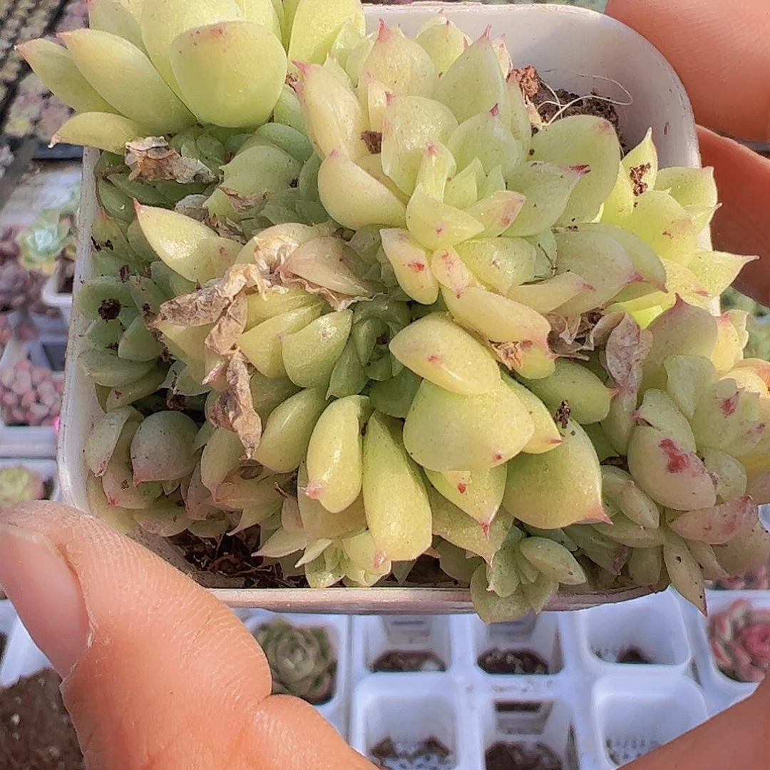 多头麦秆群19包邮