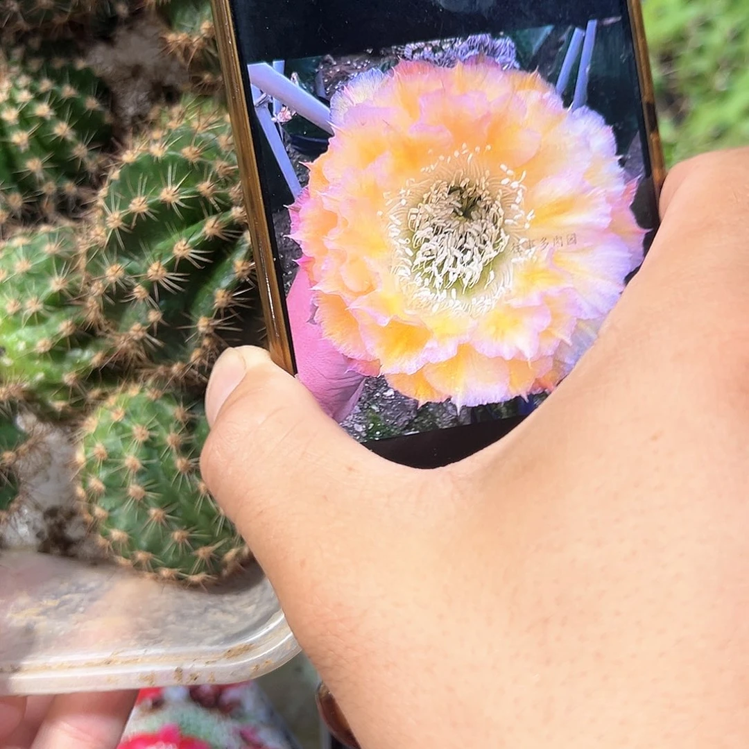 金阙彩草仙人球侧芽一颗