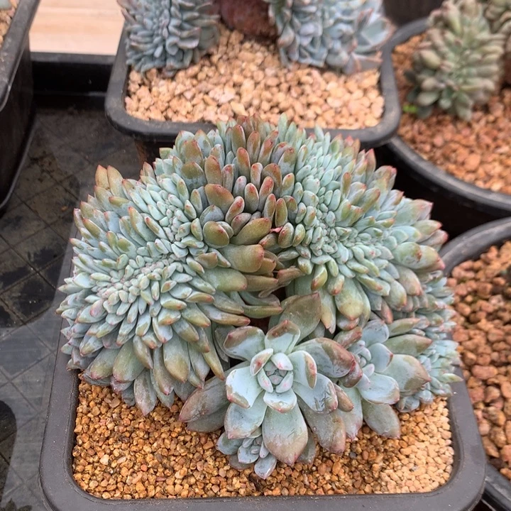 多肉植物星影树缀