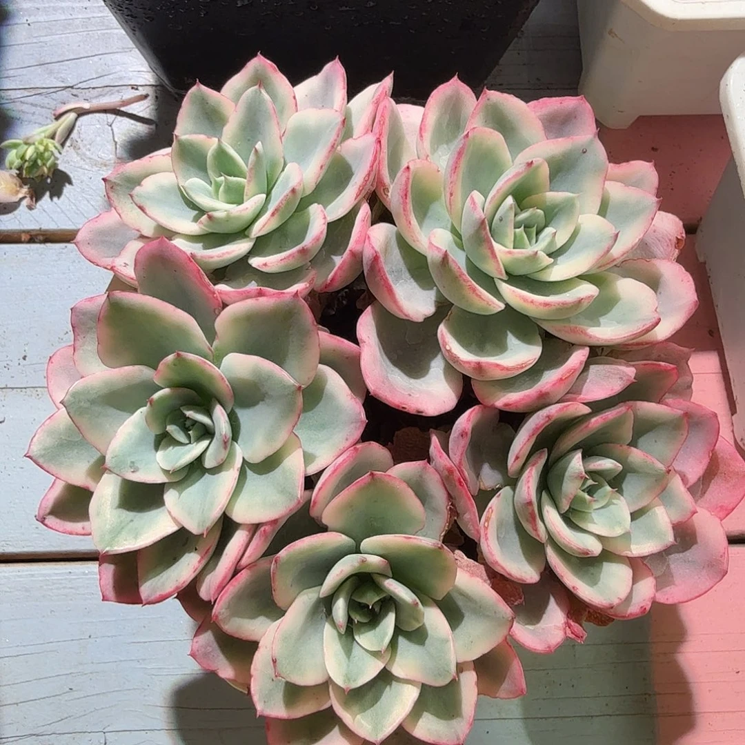 奶油黄桃锦，多肉植物