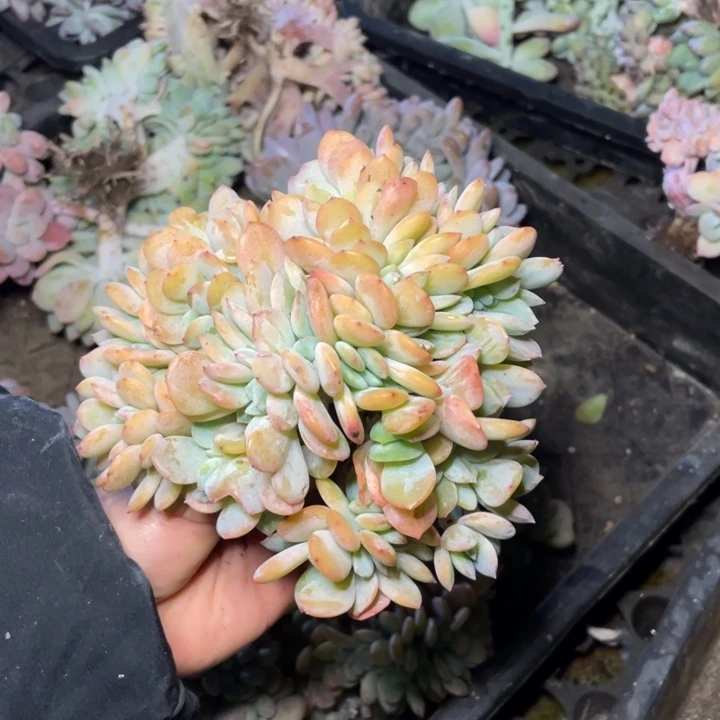 【闪购商品】白凤杂