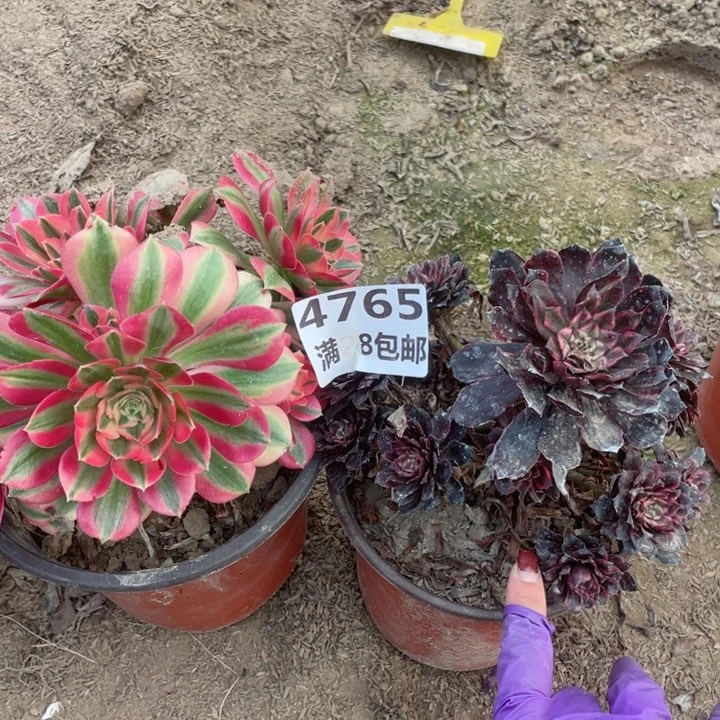 4765一号棚两个多肉植物