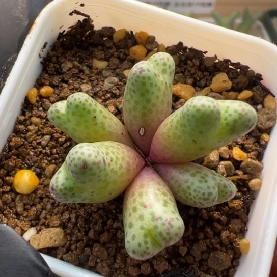 955d斑马手捧花型一颗638。