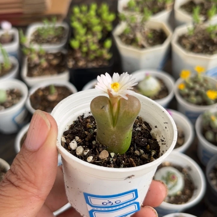 030 风铃多肉植物