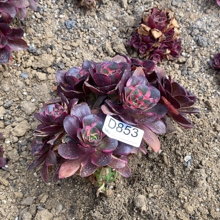 樱***853魅金玫瑰锦多肉植物