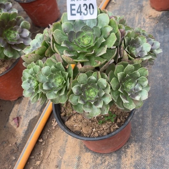 430万圣节不包断枝