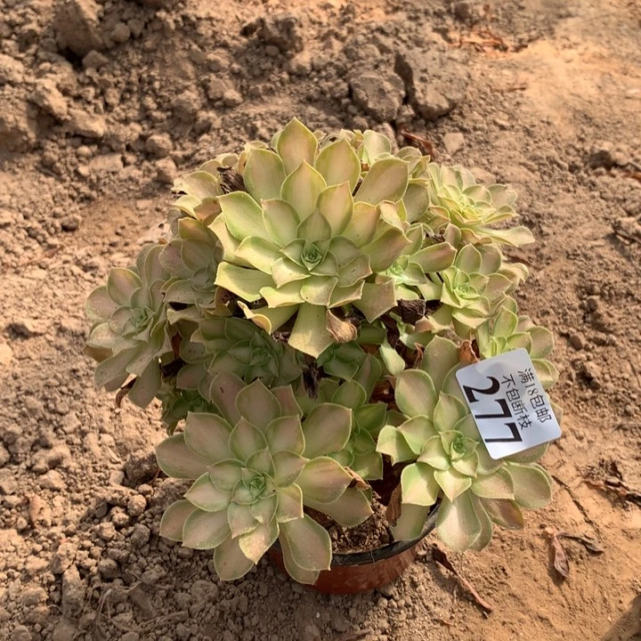 277韶华手捧1号棚