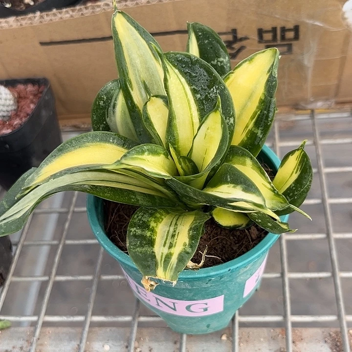 我也不知道我为什么要这样