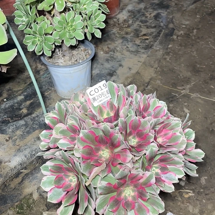 019粉红女郎多肉法师