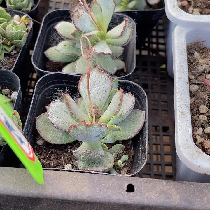 6.5方巧克力线带盆土发