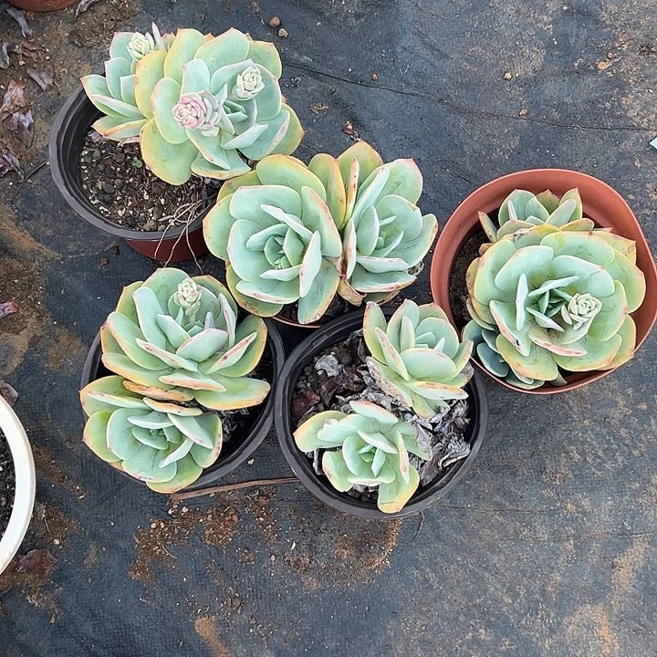 平****花多肉植物实物68