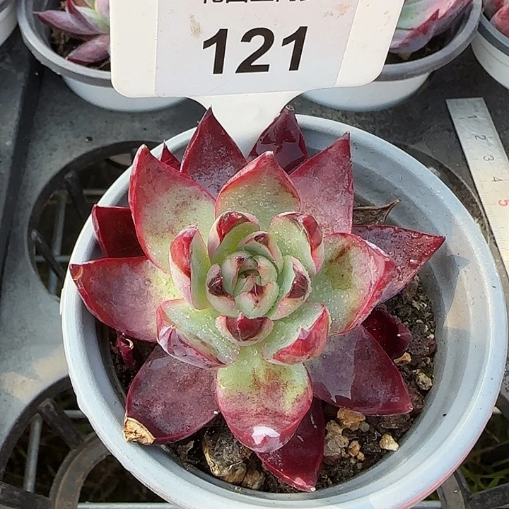 121 惊鸿仙子多肉植物7-9cm