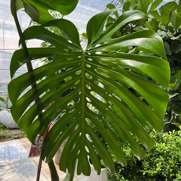 老桩龟背竹大型盆栽