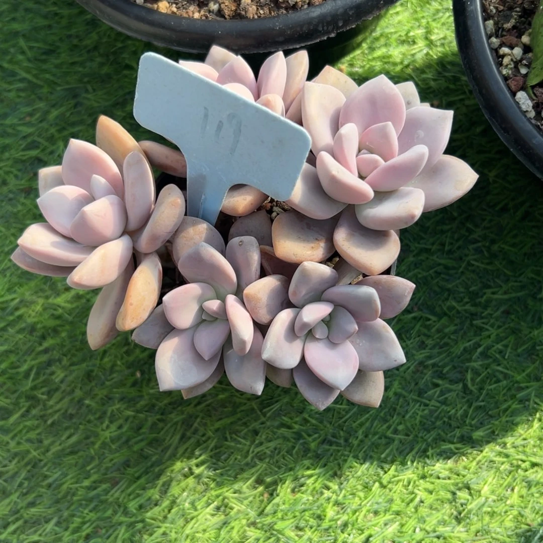 开****:多肉植物一物一拍