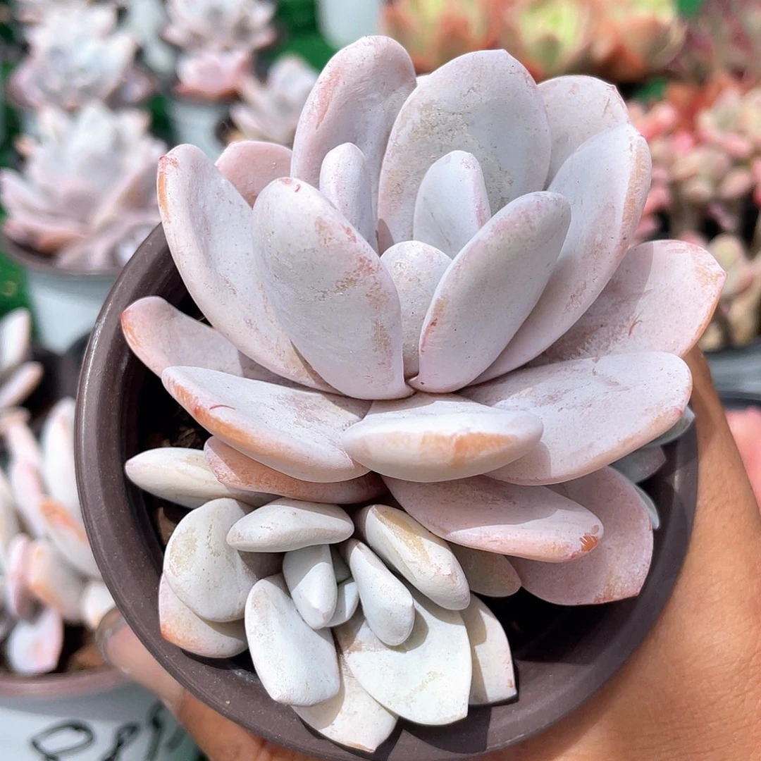 雪莲多肉蒂斯盆发货