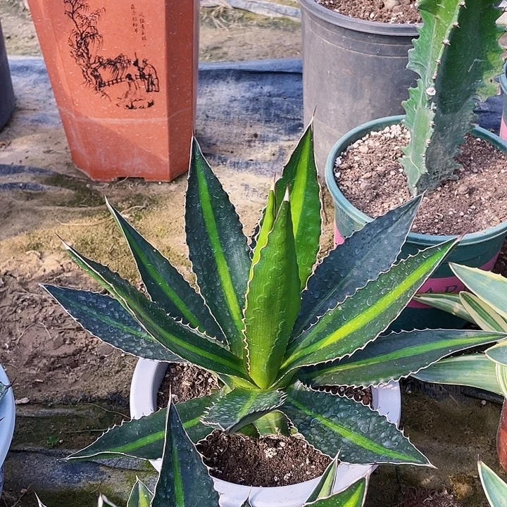 完全开放青黛兰龙舌兰宽30裸根发货
