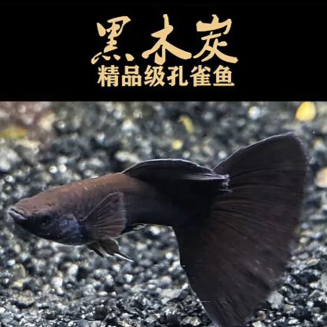 『黑木炭』精品孔雀鱼 科学的尽头是玄学 开箱视频报损 入缸后不包