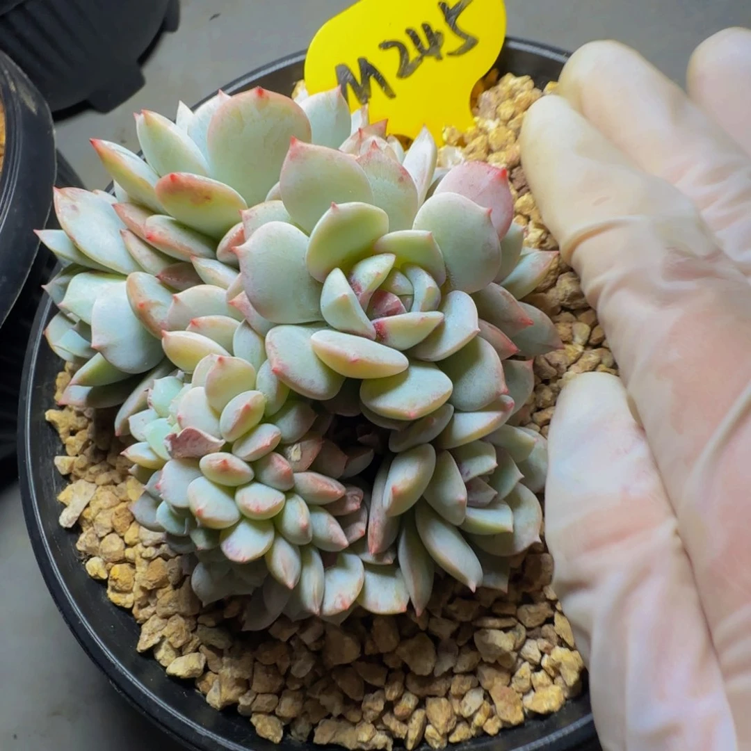 m 245号一物一拍