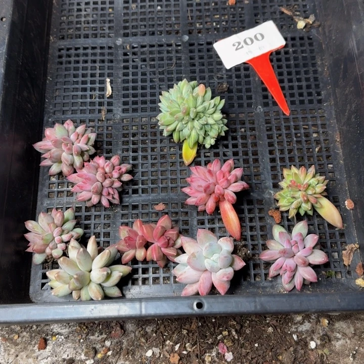 小***柒200多肉植物一物一拍