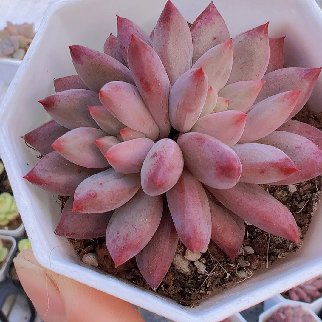 双头车厘子19包邮多肉植物