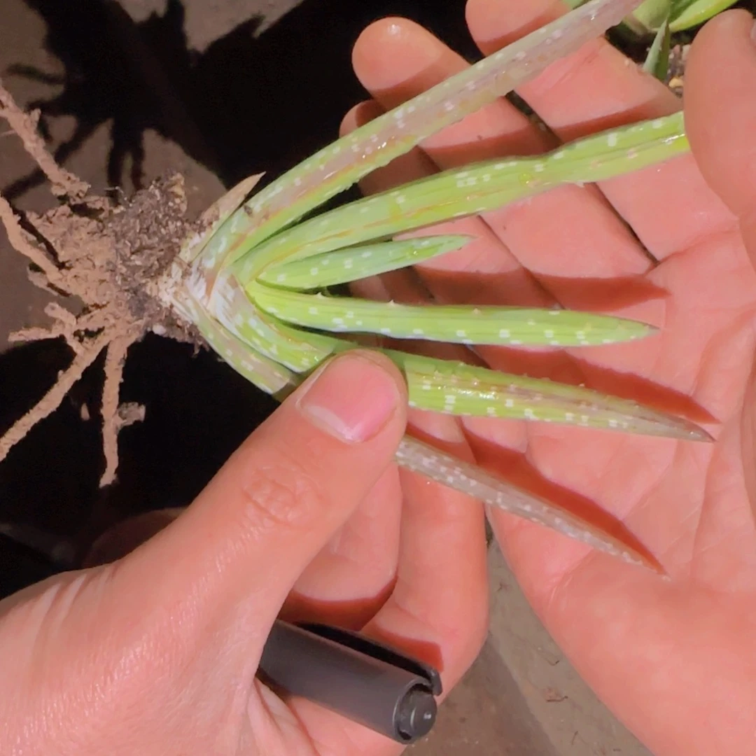 人**测块根植物块根植物