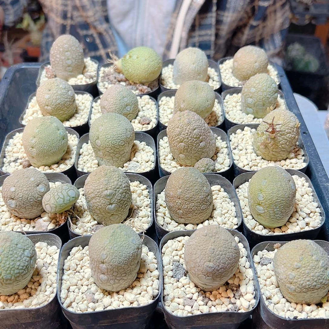 实生凝蹄玉3.3公分