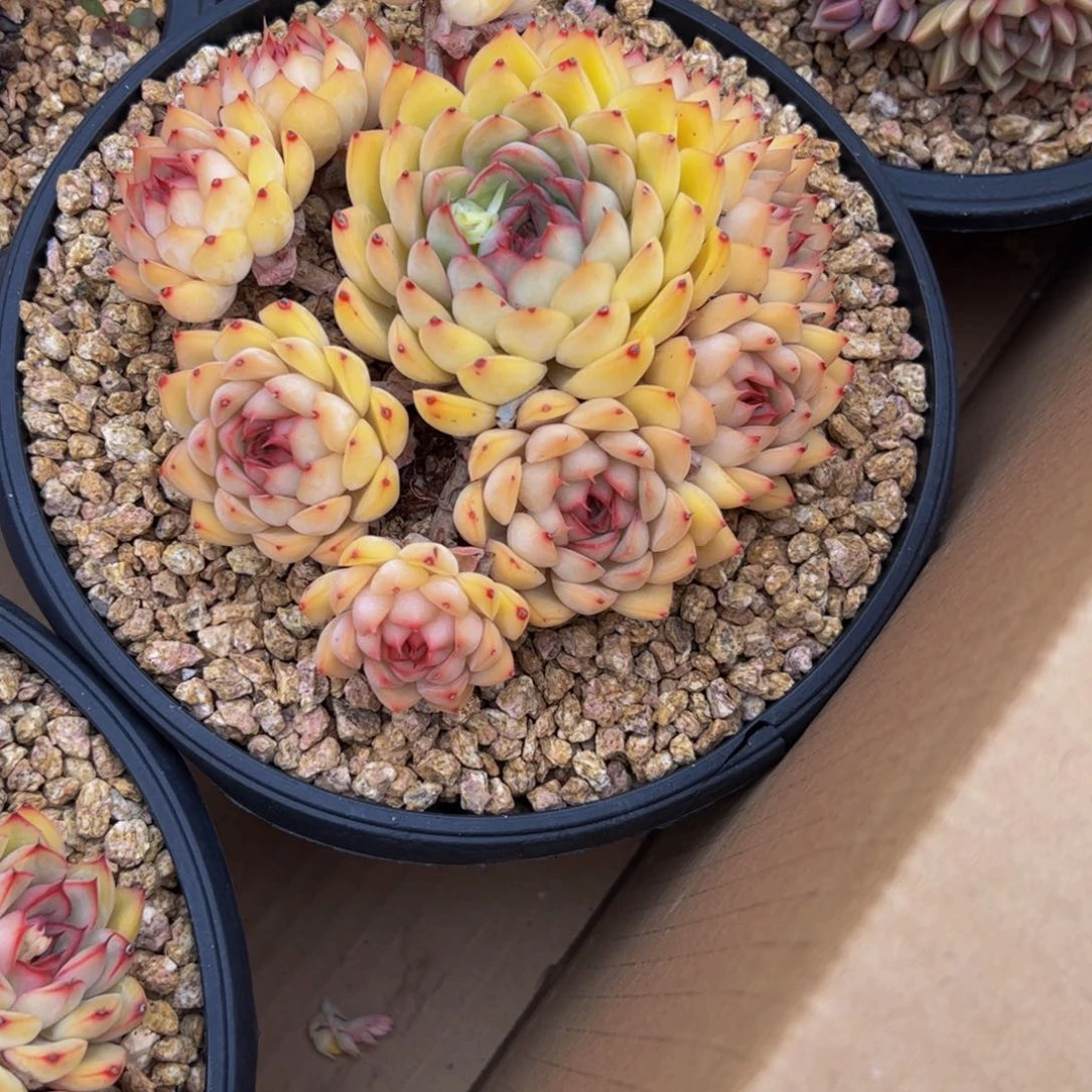 喜*盈荷花小老桩多肉