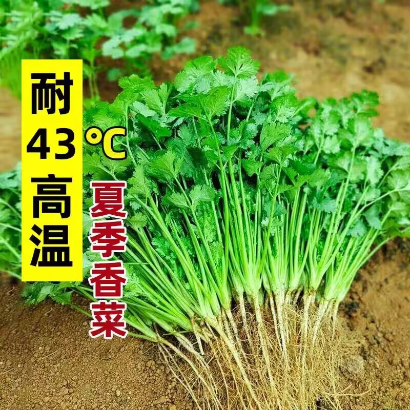 四季速生香菜高产农家种植盆栽大叶芫荽种孑种植籽种农家蔬菜种子