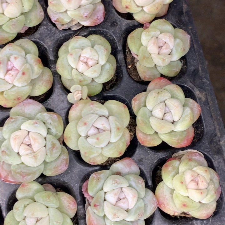 冰玉小脸 3颗  （不满9.99发空盆冷地区不拍保温扣3.9多肉）