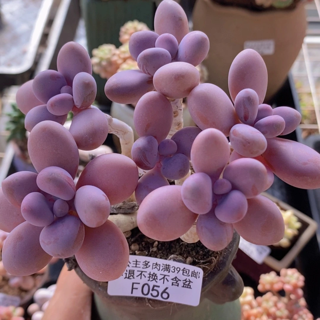 糖果桃蛋老桩11cm056多肉植物