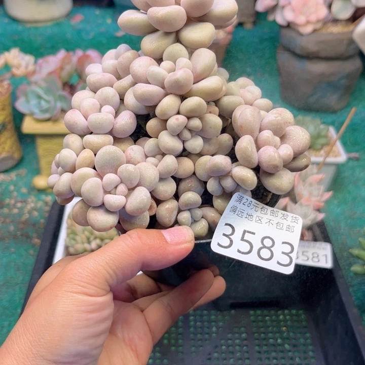 大3583；dvxhgjnjjh