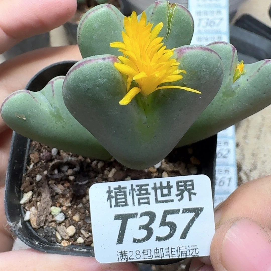 多肉植物的人生dfg