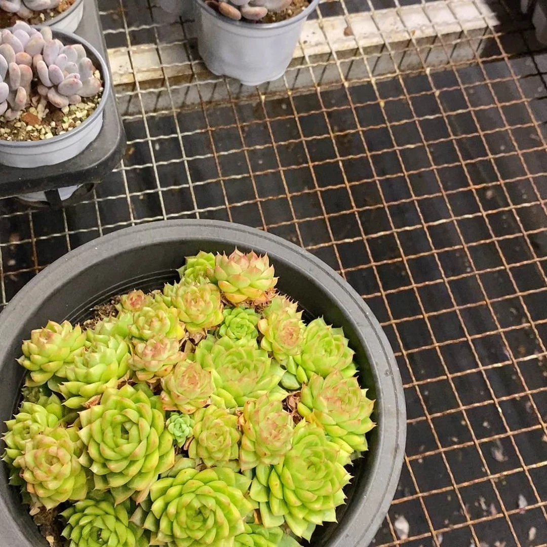 大盆红女王，福利多多