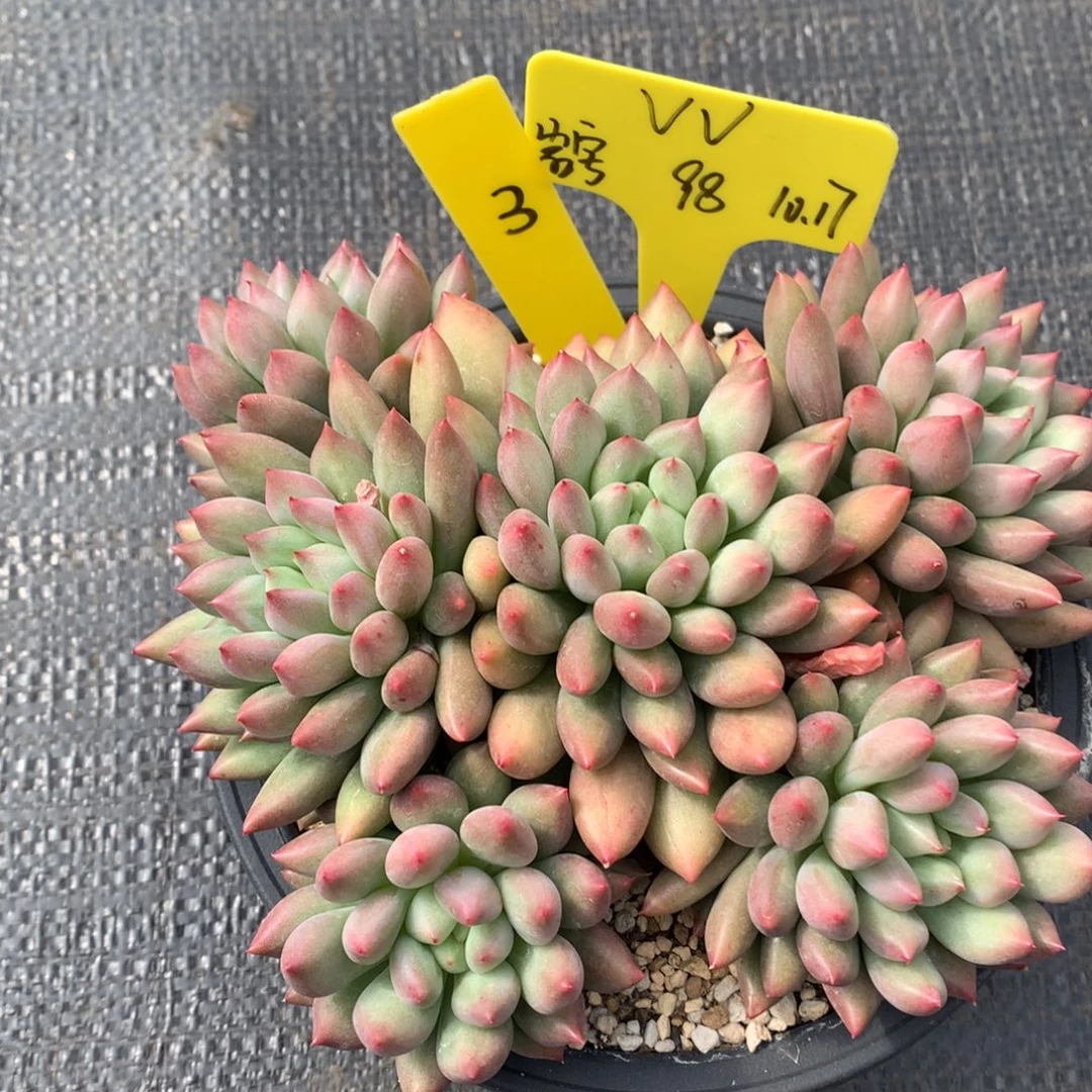 V***V我们家的小仙女们