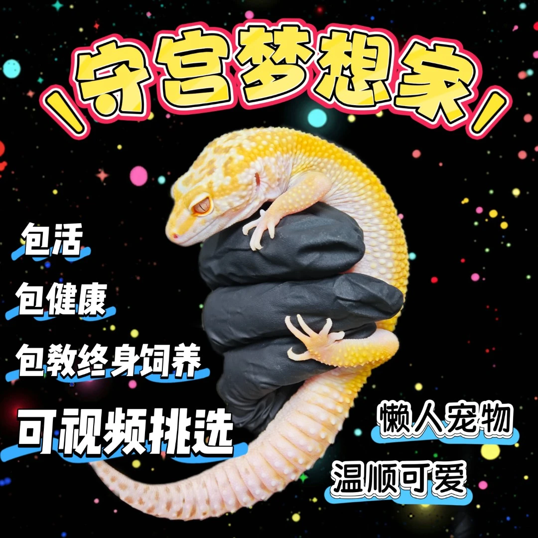 【豹纹守宫】活体宠物新手宠物易养懒人桌面爬宠异宠