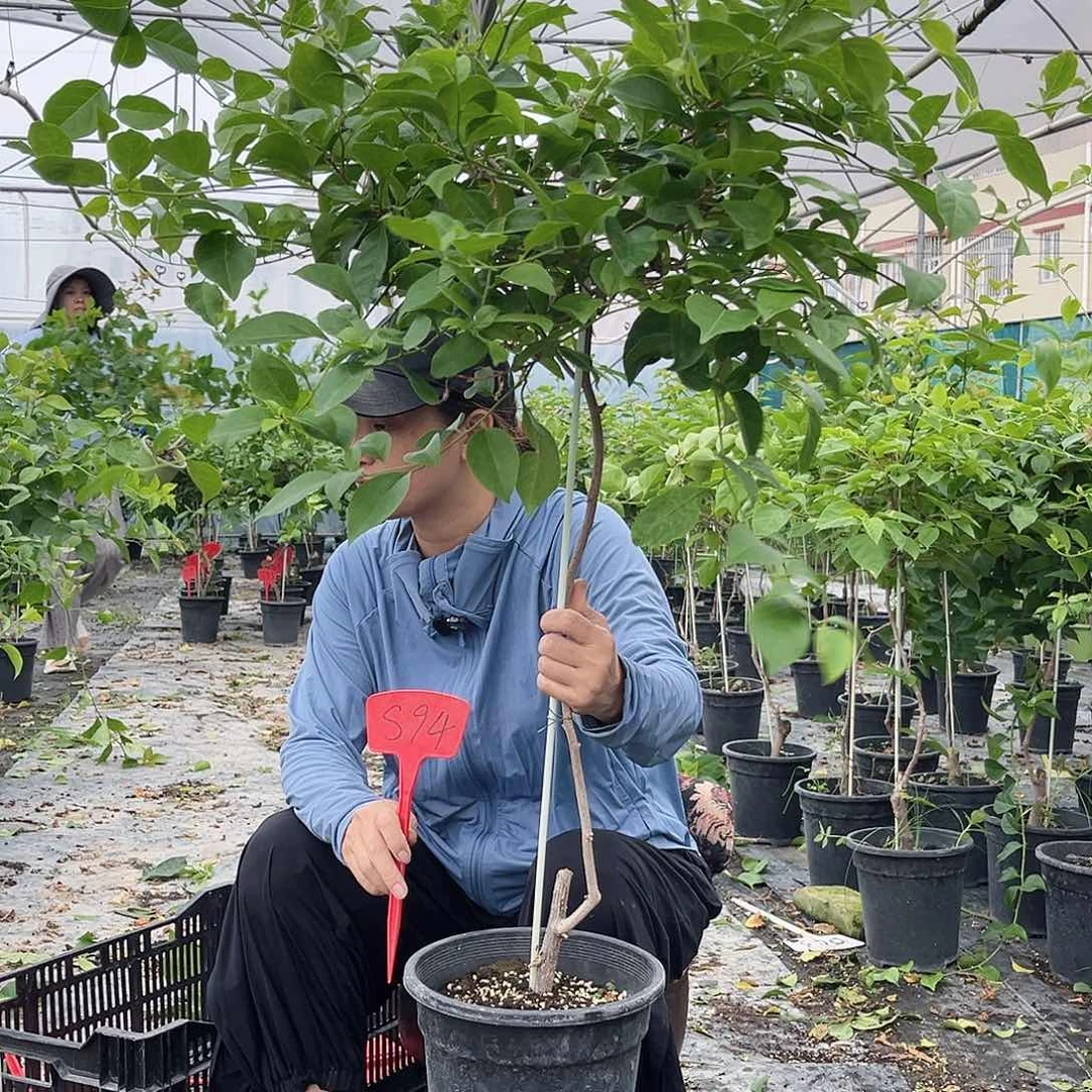 用***5完全开放S94白雪或丽娜棒棒糖