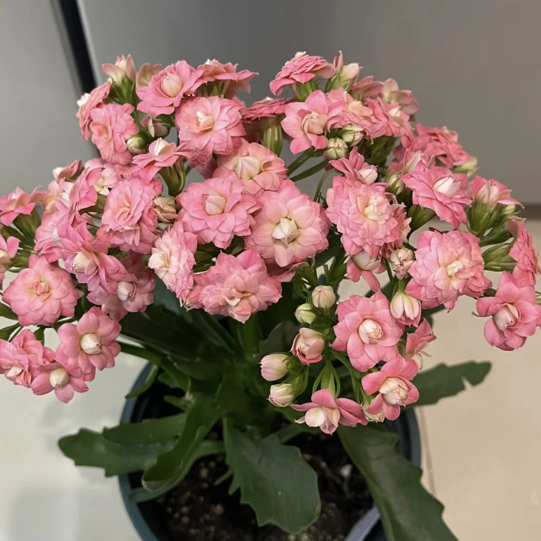 樱桃 长寿带花苞盆栽花卉庭院阳台新手易养护