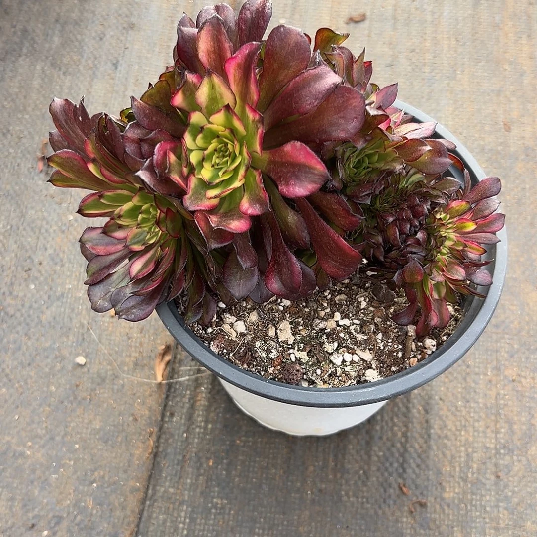 美肌缀化老桩厚板朵缀