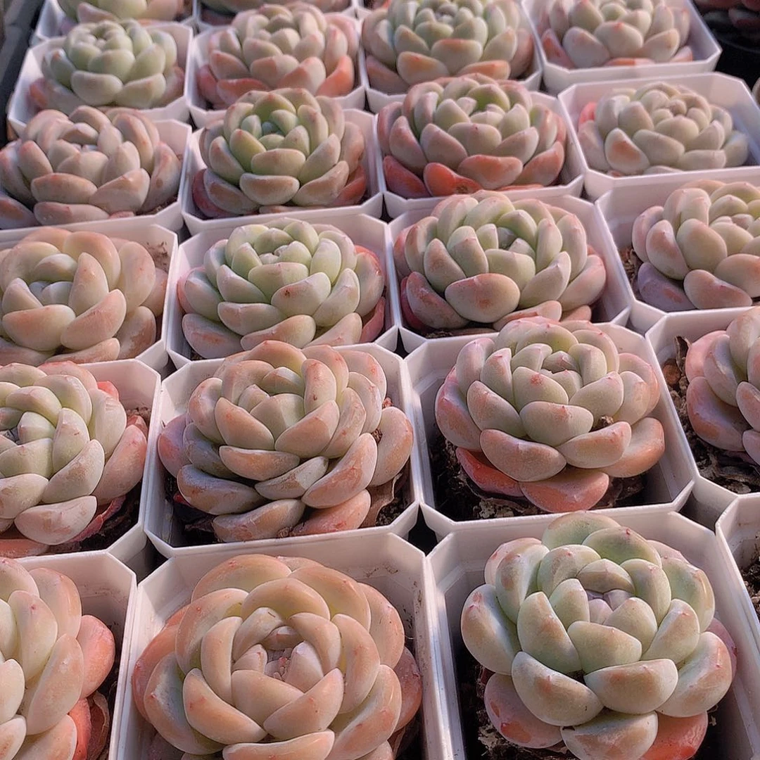 冰玉2346778899000000