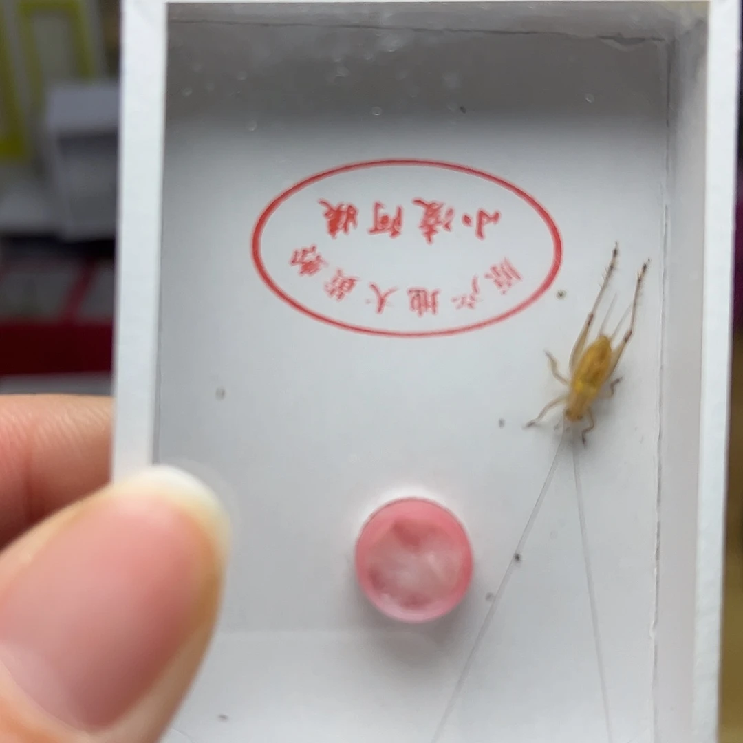 蚂蚁工坊大黄。