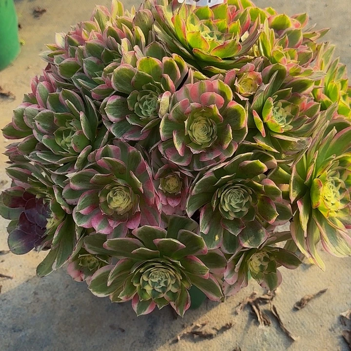 00000000000607玉芙蓉