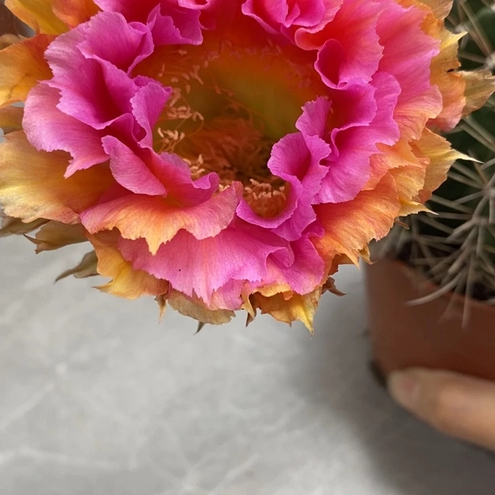 香香1-21号带根5-6公分左右瑕疵