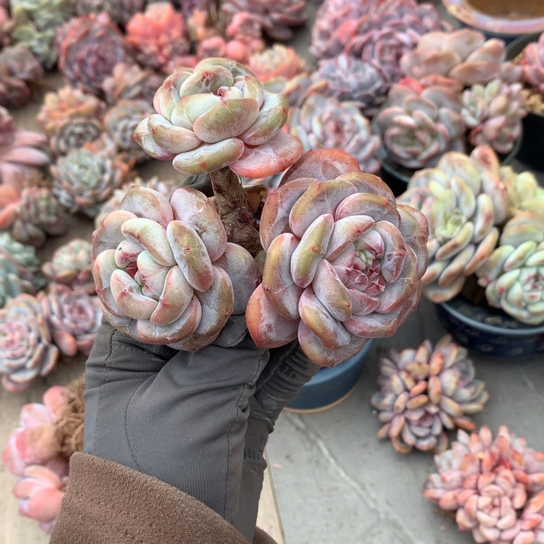 哈哈哈哈哈哈哈哈