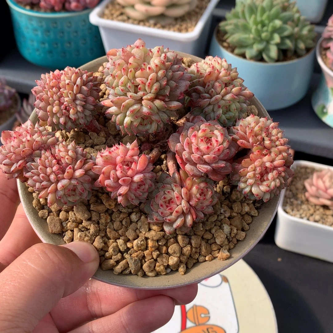 我们家的小仙女们