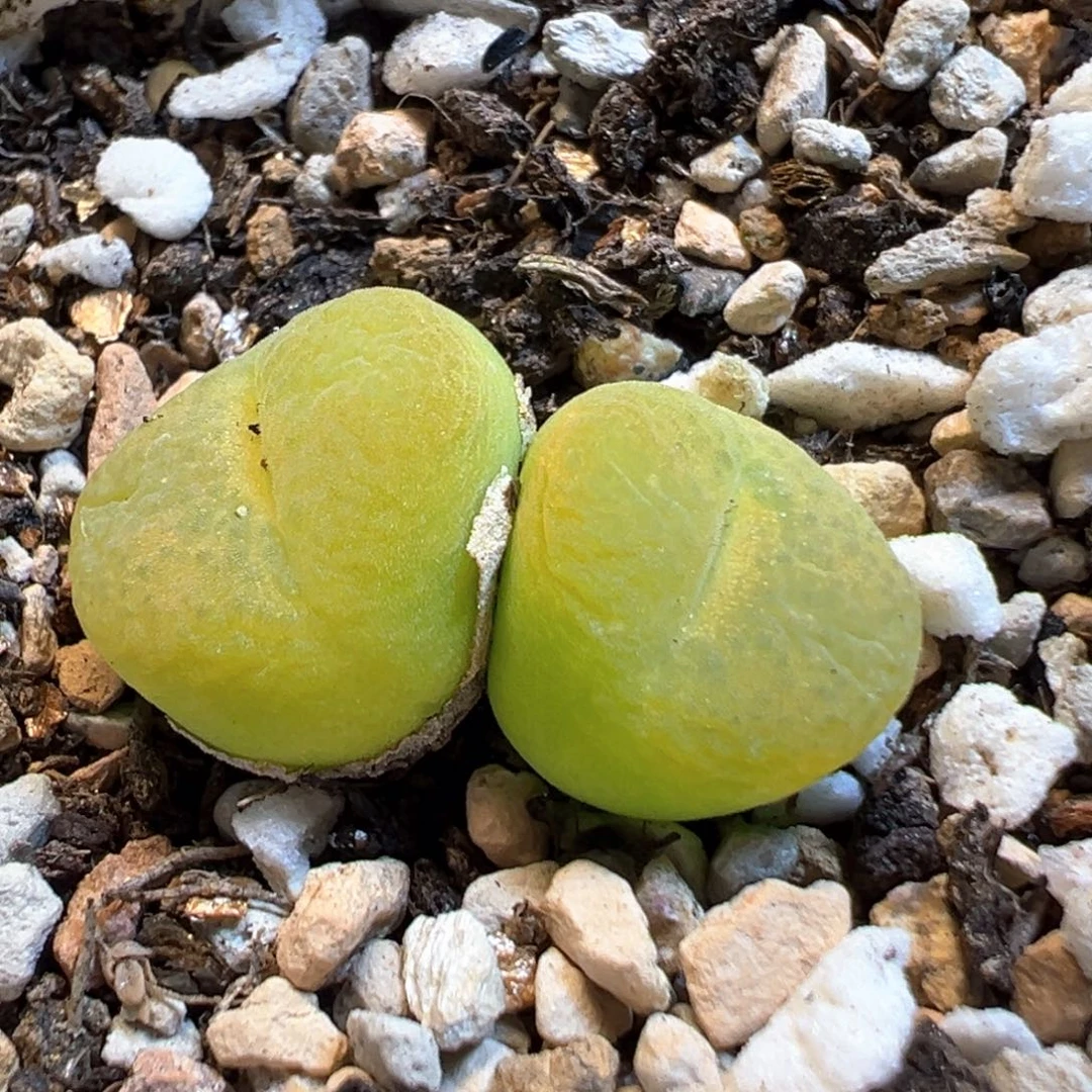 27多肉植物百科知识