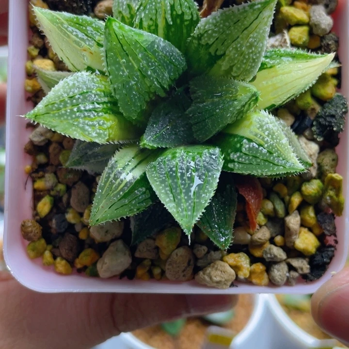 18.十二卷美吉寿