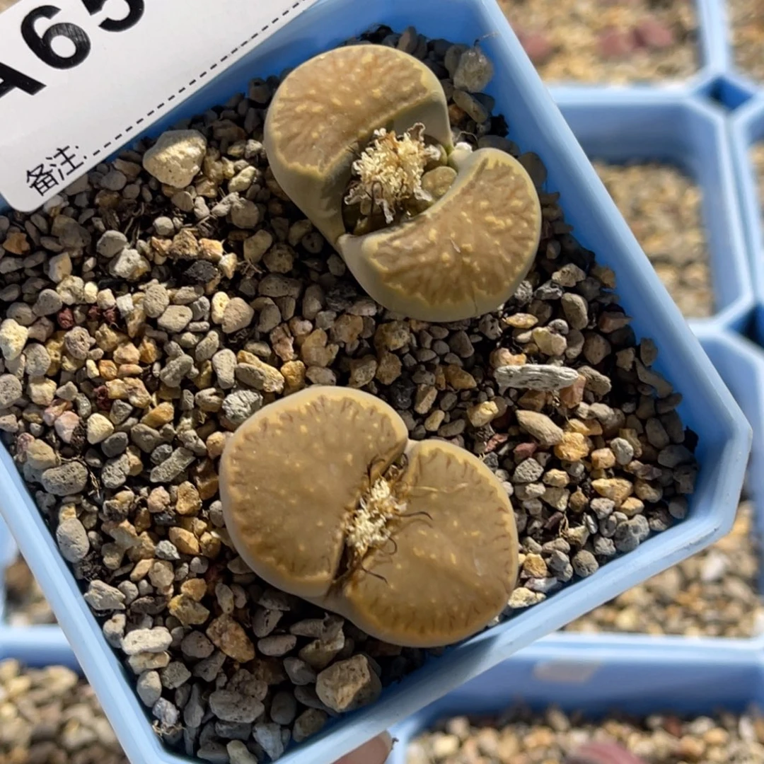 6585柠檬菊2颗尺寸3.0