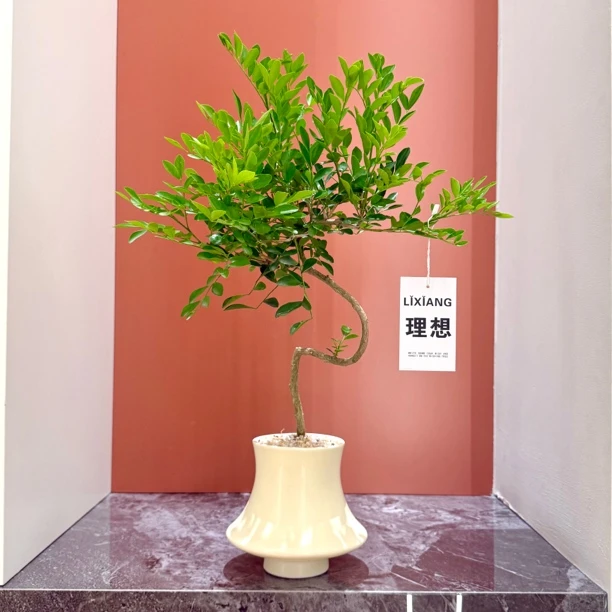 意境S老桩造型九里香七里香盆栽盆景室内客厅办公室桌面花卉绿植